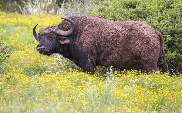 Grote mannelijke Buffalo in gele bloemen — Stockfoto