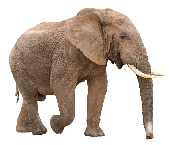 Afrika fili izole — Stok fotoğraf