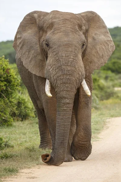 Elefante africano con grandi orecchie e zanne da concerto — Foto Stock