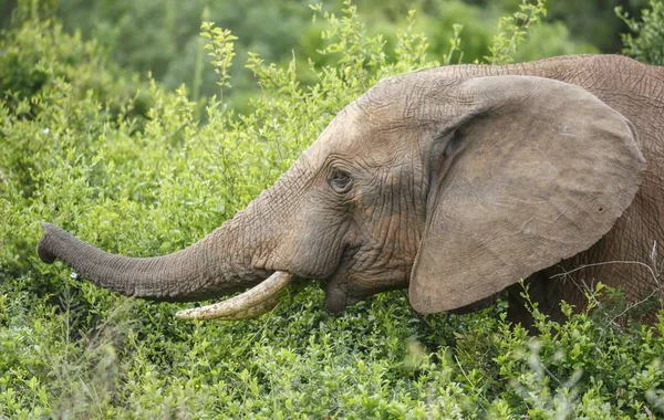 Afrikanischer Elefant isst — Stockfoto