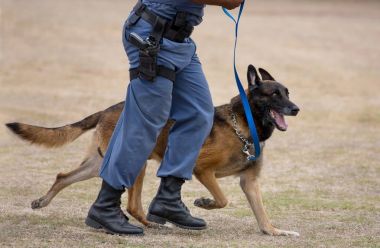 Alman çoban köpeği polis köpeği ve işleyicisi