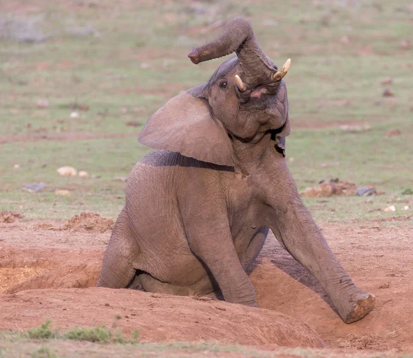 Kliande Eelephant att ha en tillfredsställande Scratch — Stockfoto