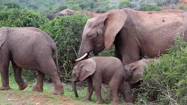 Young playful elephants with an adult female — Stock Video