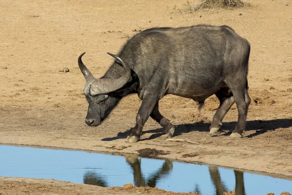 Büffelbulle mit großen Hörnern am Wasserloch — Stockfoto