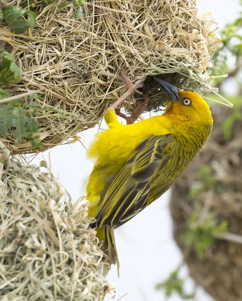 Macho cabo tejedor pájaro en nido — Foto de Stock