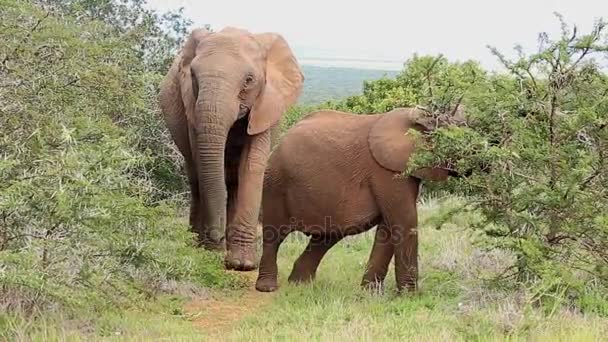 Éléphants d'Afrique naviguant sur un arbre épineux — Video