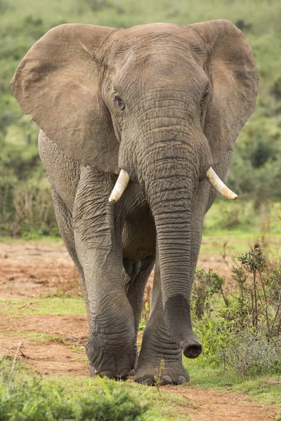 Африканский самец слона гуляет в дикой природе — стоковое фото
