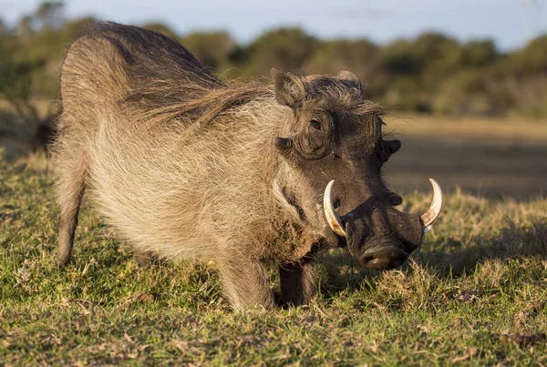 Mannelijke Warthog met slagtanden — Stockfoto