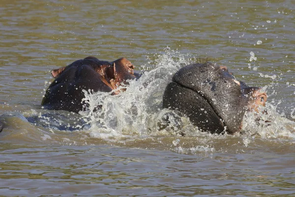 Zwei junge Flusspferde spielen — Stockfoto