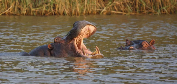 Hipona con la boca abierta y los dientes — Foto de Stock