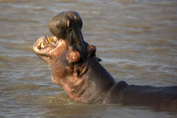 Hippo with Open Mouth and Teeth — Stock Photo, Image