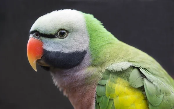 Western Moustached Parakeet Bird — Stock Photo, Image