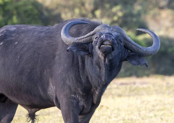 Mužské Buffalo s Hge rohy — Stock fotografie