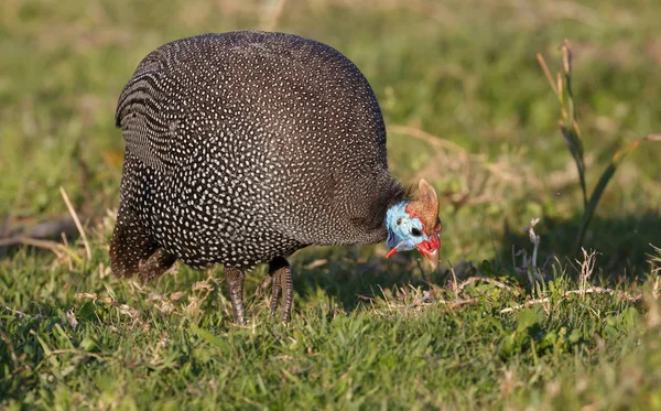 Hjälmförsedda pärlhöns fågel — Stockfoto