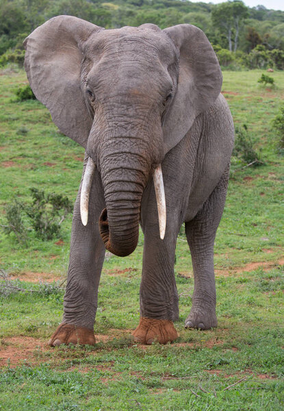 Large male African Elephant with long tusks and curled trunk