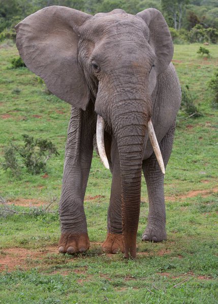 Large male African Elephant with long white tusks