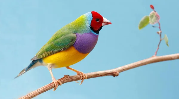 Pretty Gouldian Finch from Australia — Stock Photo, Image