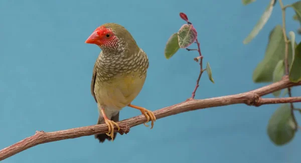 Αρκετά αστέρι Finch από Αυστραλία — Φωτογραφία Αρχείου