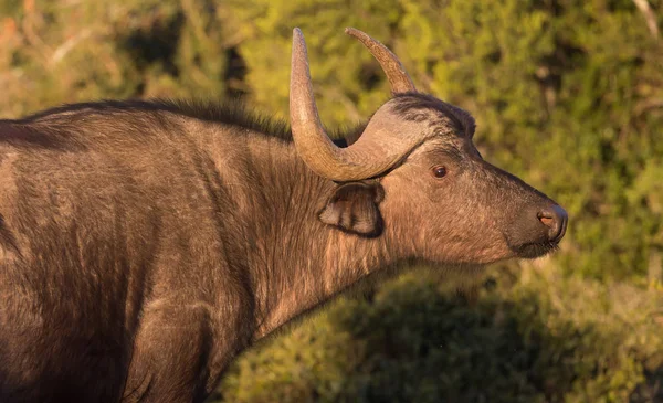 Geschrokken Kaapse buffels koe — Stockfoto
