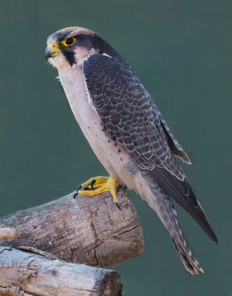 Amur Falcon con patas amarillas y garras negras —  Fotos de Stock