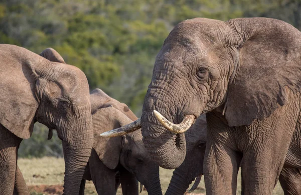 Afrikansk elefant besättning — Stockfoto