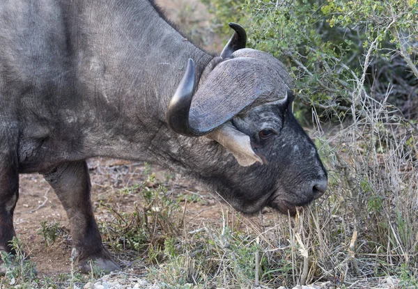 Cabo Buffalo macho con grandes cuernos puntiagudos — Foto de Stock