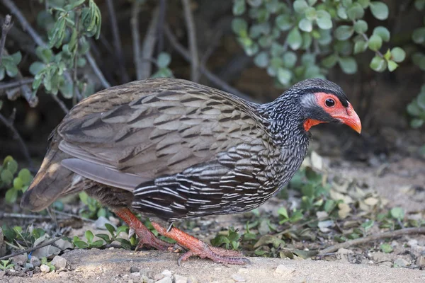 레드 센된 francolin 새 — 스톡 사진