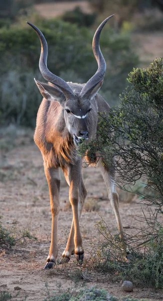 Kudu antilop med långa horn — Stockfoto