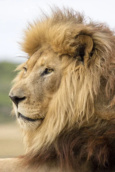 Retrato de león masculino — Foto de Stock