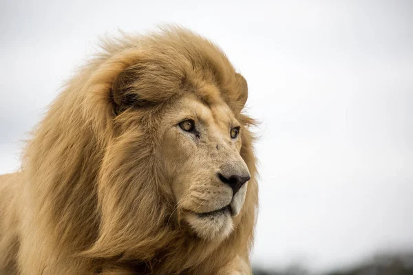 Retrato de león masculino —  Fotos de Stock