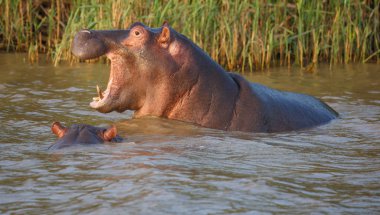 Su aygırı ile açık ağız ve diş