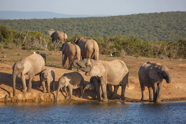 Οι αφρικανικοί ελέφαντες στο το Waterhole — Φωτογραφία Αρχείου