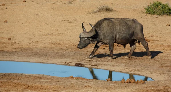 Büffelbulle mit großen Hörnern am Wasserloch — Stockfoto