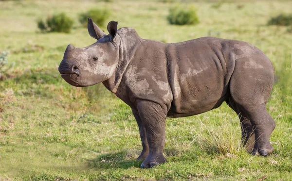 Rinoceronte bianco bambino con un atteggiamento — Foto Stock