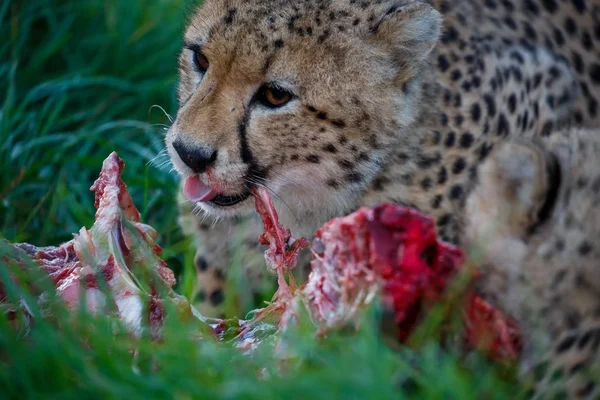 Gepárd pusztaság macska eszik — Stock Fotó