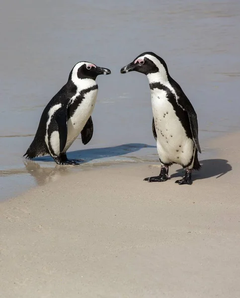 Pinguins africanos na costa do mar — Fotografia de Stock