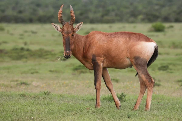 Red Hartebeest Antelope met grote hoorns — Stockfoto