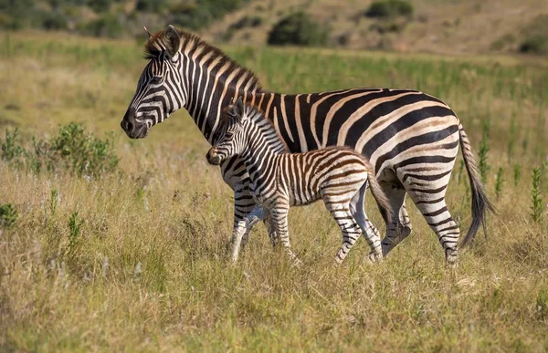 Mother Zebra and Her Foal — Stock Photo, Image