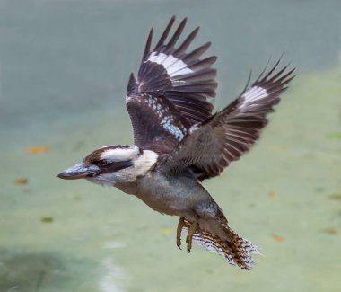 Kookaburra Bird in Flight clipart