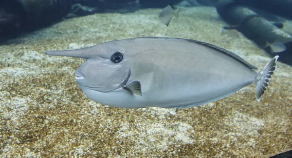 Unicorn Fish with Strange Looking Horn — Stock Photo, Image