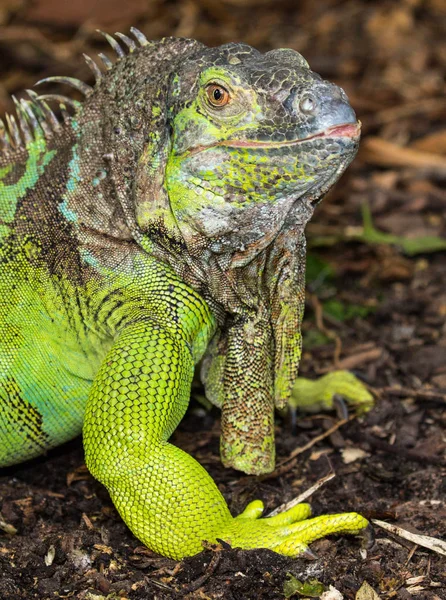 Iguana verde reptil —  Fotos de Stock