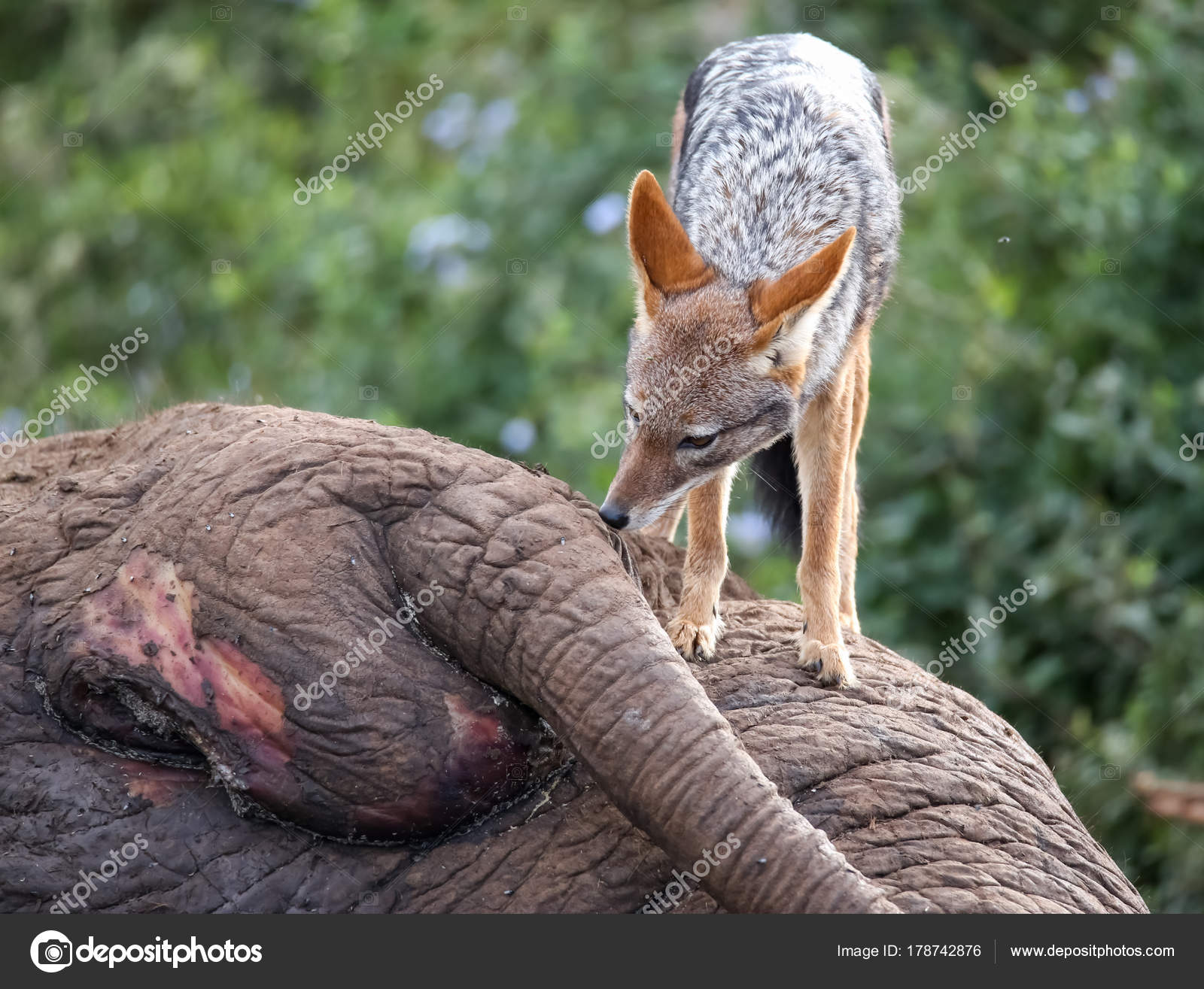 Dead Elephant Standing