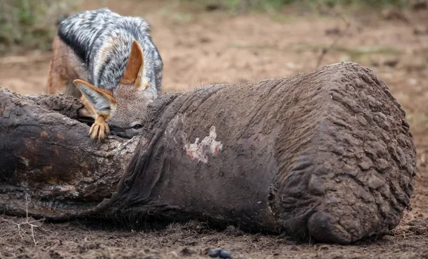 Black Backed Jackal Scavenging Dead Elephant — Stock Photo, Image