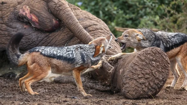 Les chacals se battent pour la carcasse d'éléphant — Photo