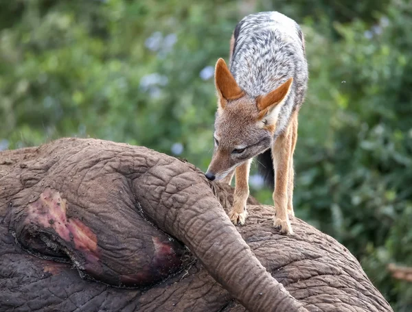 Svart backas Jackal på död elefant — Stockfoto
