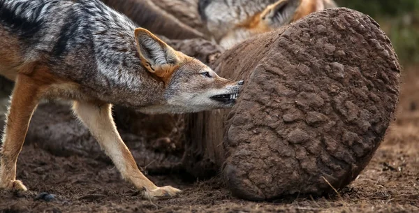 Svart backas Jackal livnär sig på döda elefanten — Stockfoto