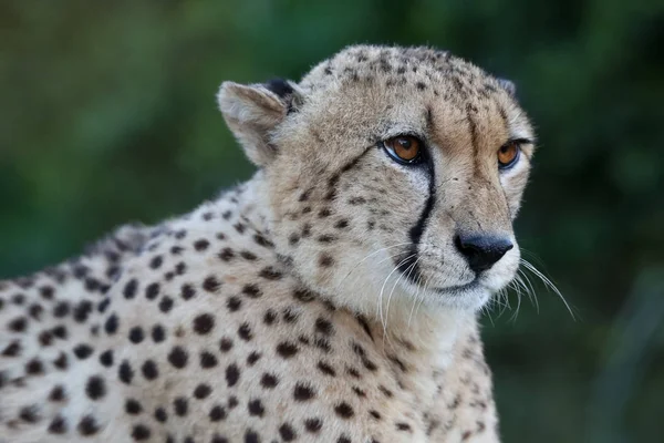 Cheetah Wild Cat Retrato —  Fotos de Stock