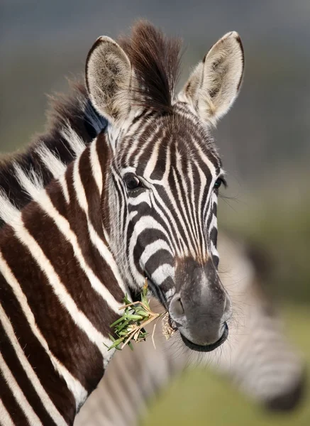 Zebra jovem com olhar assustado — Fotografia de Stock