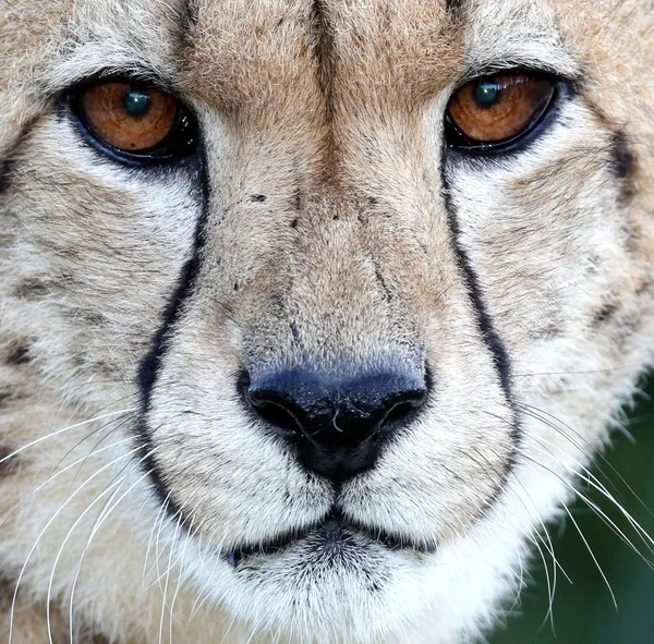 Portret kota dzikie Cheetah z bliska — Zdjęcie stockowe