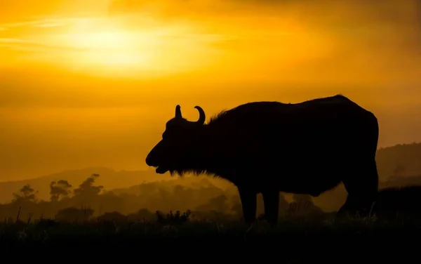 Silueta de búfalo africano al atardecer — Foto de Stock